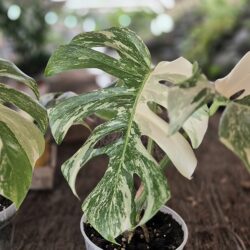 Plantas de Colección