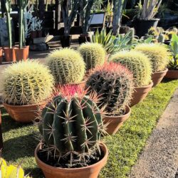 Cactus & Suculentas